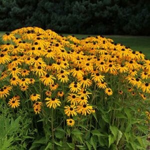 rudbeckia-goldsturm