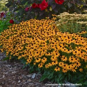 rudbeckia-little-goldstar