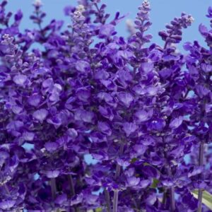 salvia-cathedral-blue-deep-bleu-fonce