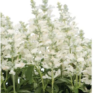 salvia-cathedral-white-blanc