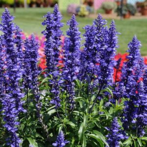 salvia-farinacea-mannequin-blue- mountain