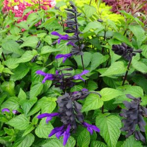 salvia-grand-blue-bleu