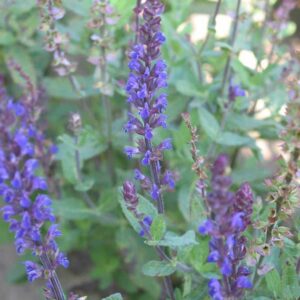 salvia-nemerosa-caradonna