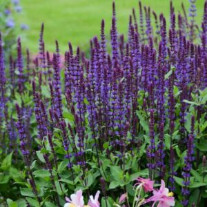 salvia-nemerosa-sauge-sage-caradonna