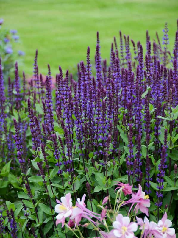 salvia-nemerosa-sauge-sage-caradonna