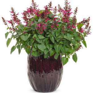 salvia-rockin-fuchsia-serresbrisebois