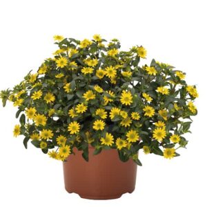 sanvitalia-speciosa-talya-bright-yellow-jaune-creeping-zinnia