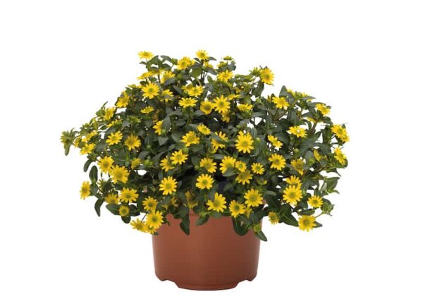 sanvitalia-speciosa-talya-bright-yellow-jaune-creeping-zinnia