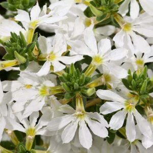 scaevola-blanc