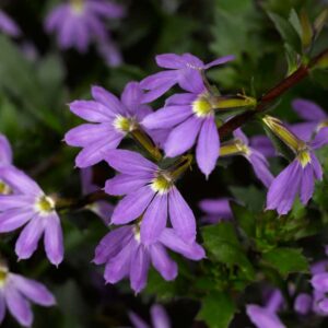 scaevola-bombay-dark-blue-bleu-fonce