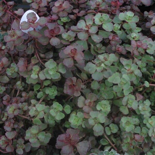 sedum-bronze-carpet