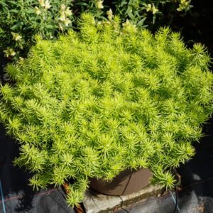 sedum-rupestra-rupestre-prima-angelina