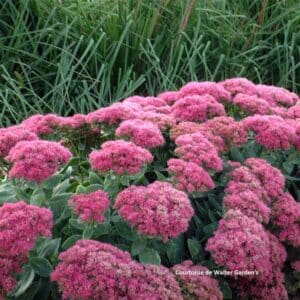 sedum-spectabile-neon