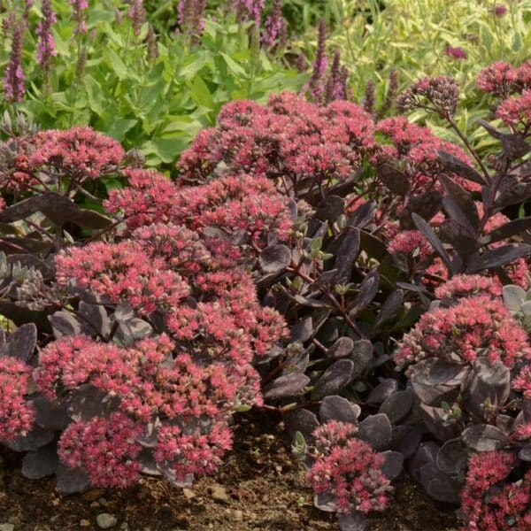 sedum-sunsparkler-dazzleberry