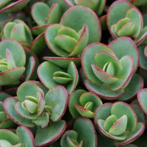 sedum-sunsparkler-lime-zinger