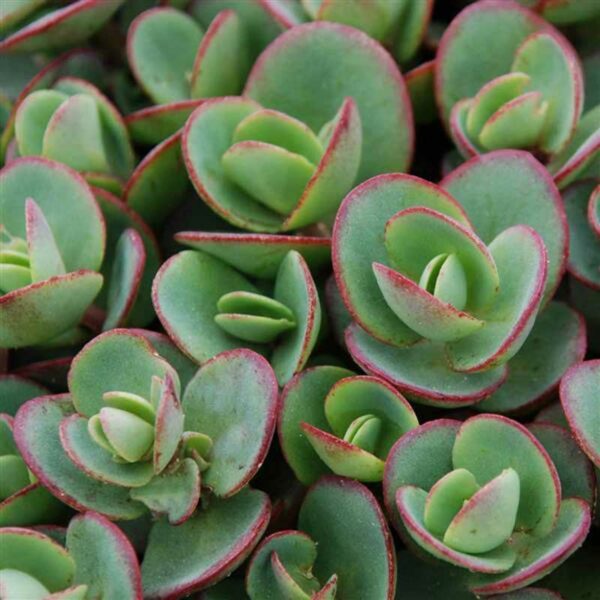 sedum-sunsparkler-lime-zinger