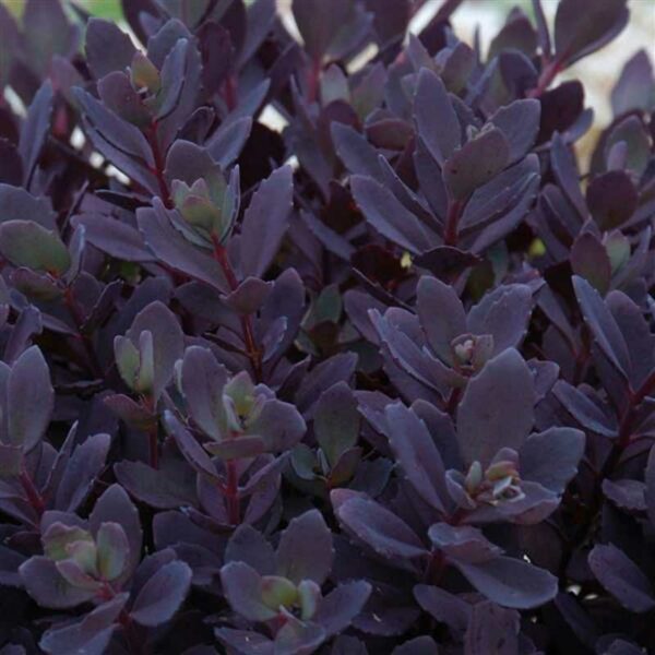 sedum-sunsparkler-plum-dazzled