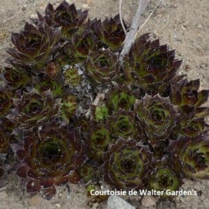 sempervivum-black