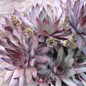 sempervivum-rouge