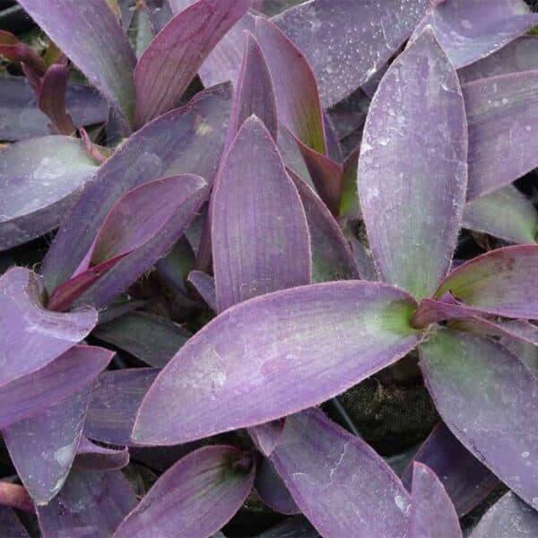 setcreasea-tradescantia-purple-heart-2