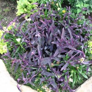 setcreasea-tradescantia-purple-heart