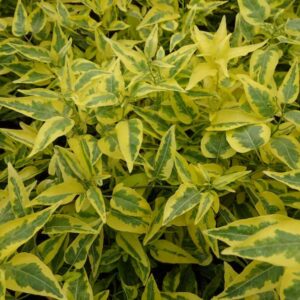 solanum-jasminoides-aurea