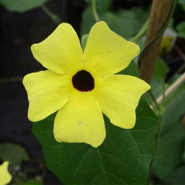 thunbergia-sunny-jaune-avec-oeil-2