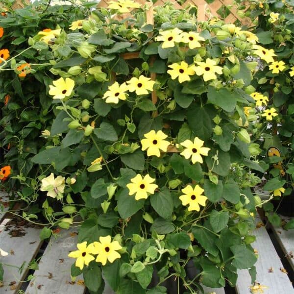 thunbergia-sunny-jaune-avec-oeil