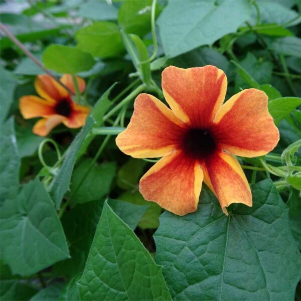 thunbergia-tangerine-slice-a-peel-2