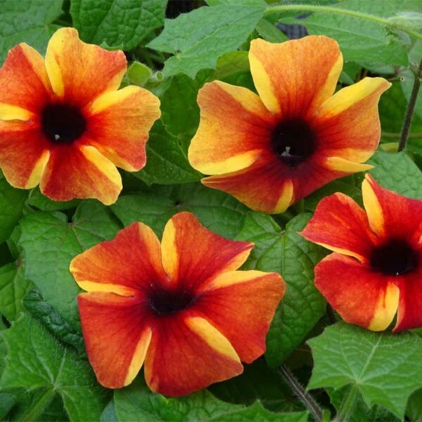 thunbergia-tangerine-slice-a-peel