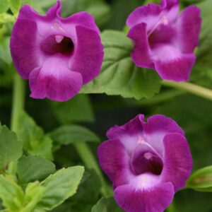 torenia-summerwave-amethyst