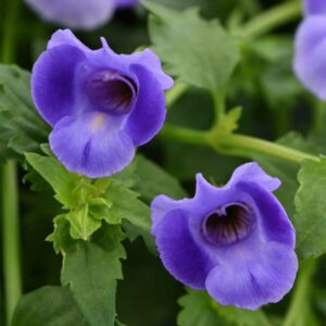 torenia-summerwave-bleu