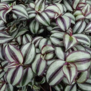 tradescantia-red-silver-glace-argente-wandering jew