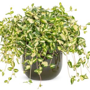 vinca-maculata-wojos-jem