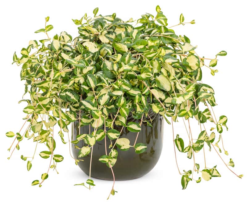 vinca-maculata-wojos-jem