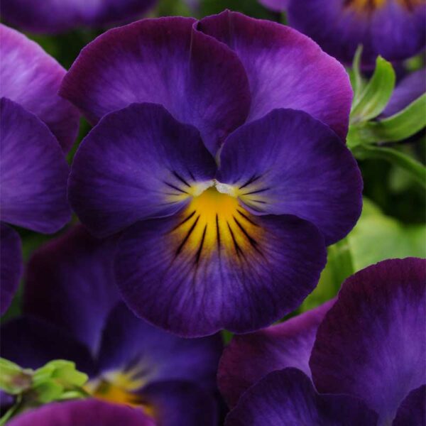 viola-cornuta-violet