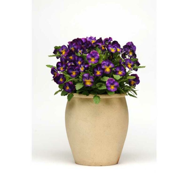 viola-cornuta-violet-container