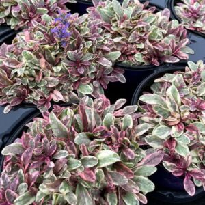 Ajuga princess Nadia