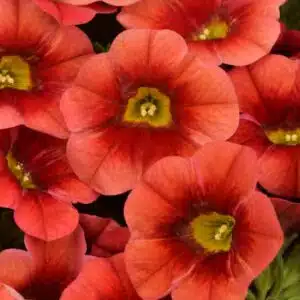 calibrachoa-calitastic-papaya