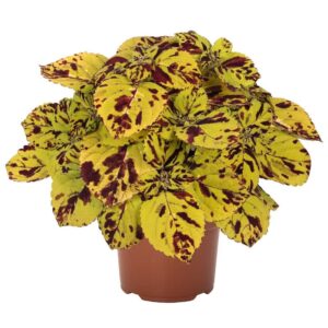 coleus-presidio