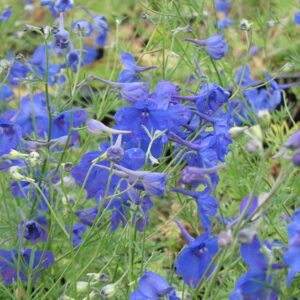 delphinium-blue-butterfly-bleu