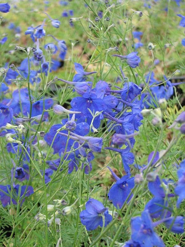delphinium-blue-butterfly-bleu