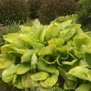 hosta-sum-and-substance-serresbrisebois