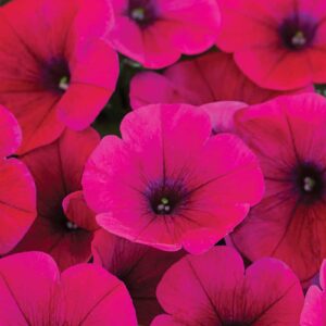 petunia-vegetative-hells-glow