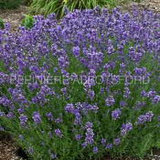 lavandula-munstead