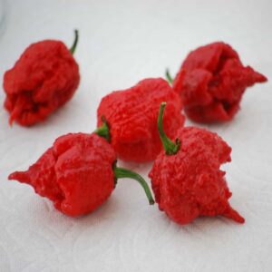 piment-carolina-reaper-serresbrisebois