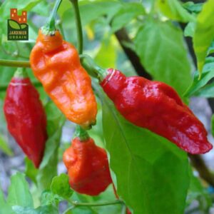 piment-chili-bhut-jolokia