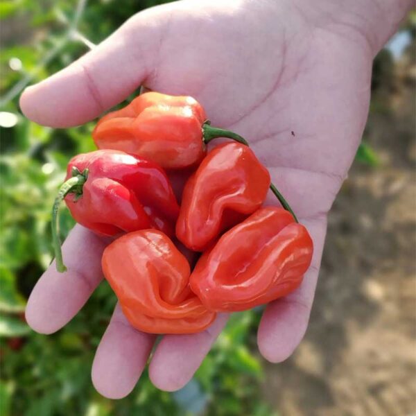 piment-habanero-rouge