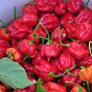 piment-trinidad-scorpions-serresbriswebois