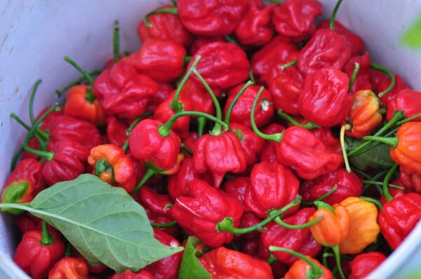 piment-trinidad-scorpions-serresbriswebois